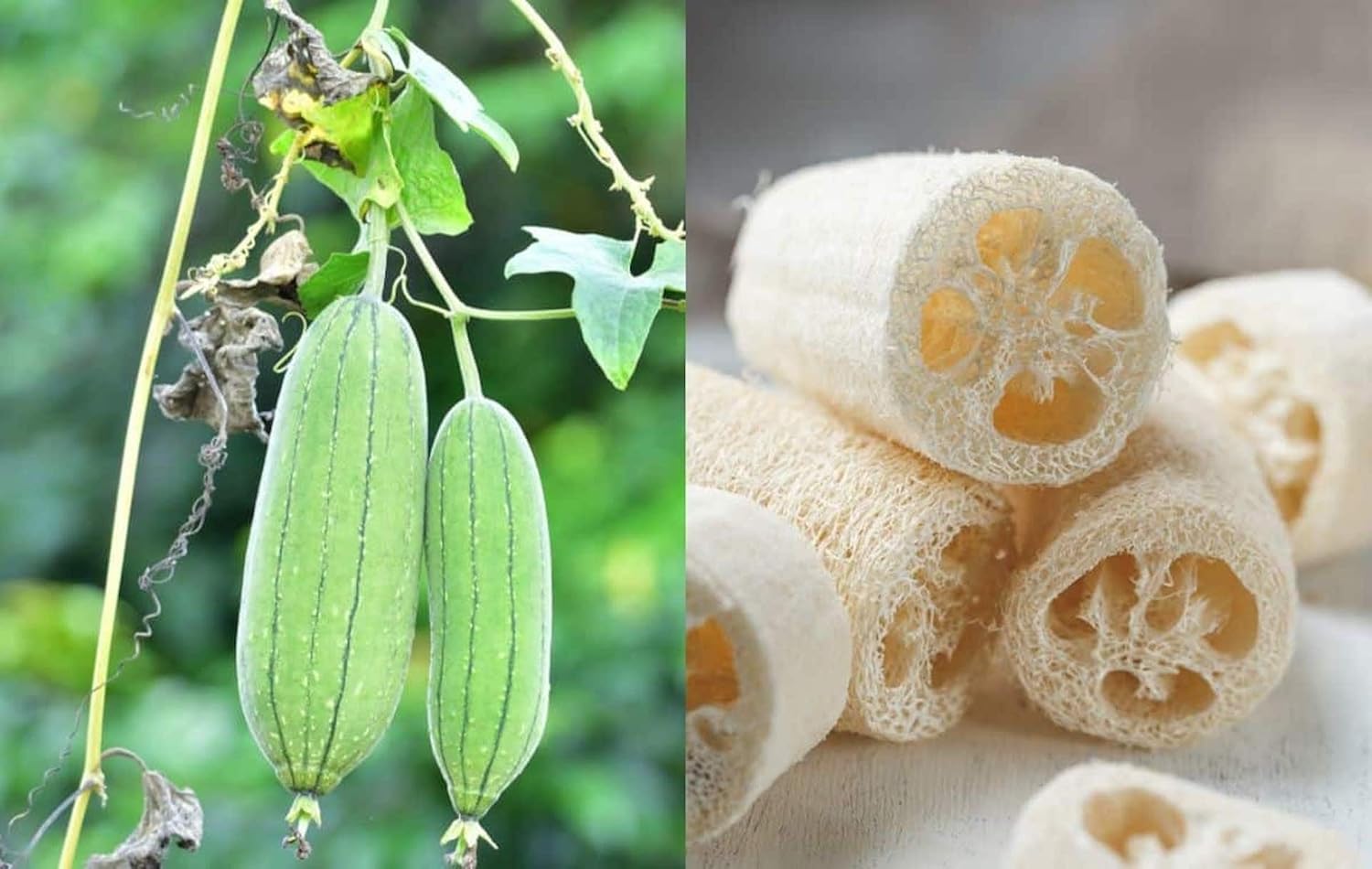 Luffa Flower Seeds for Planting - 100 pcsHeirloom Non-GMO Luffa Flower Seeds for Planting – Versatile Garden Blooms & Sponges - Flower for planting in home garden