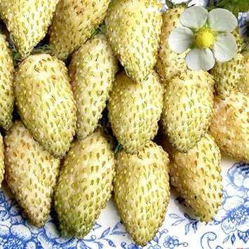 Cream Strawberry Fruit Seeds for a Unique Harvest Heirloom & non GMO seeds