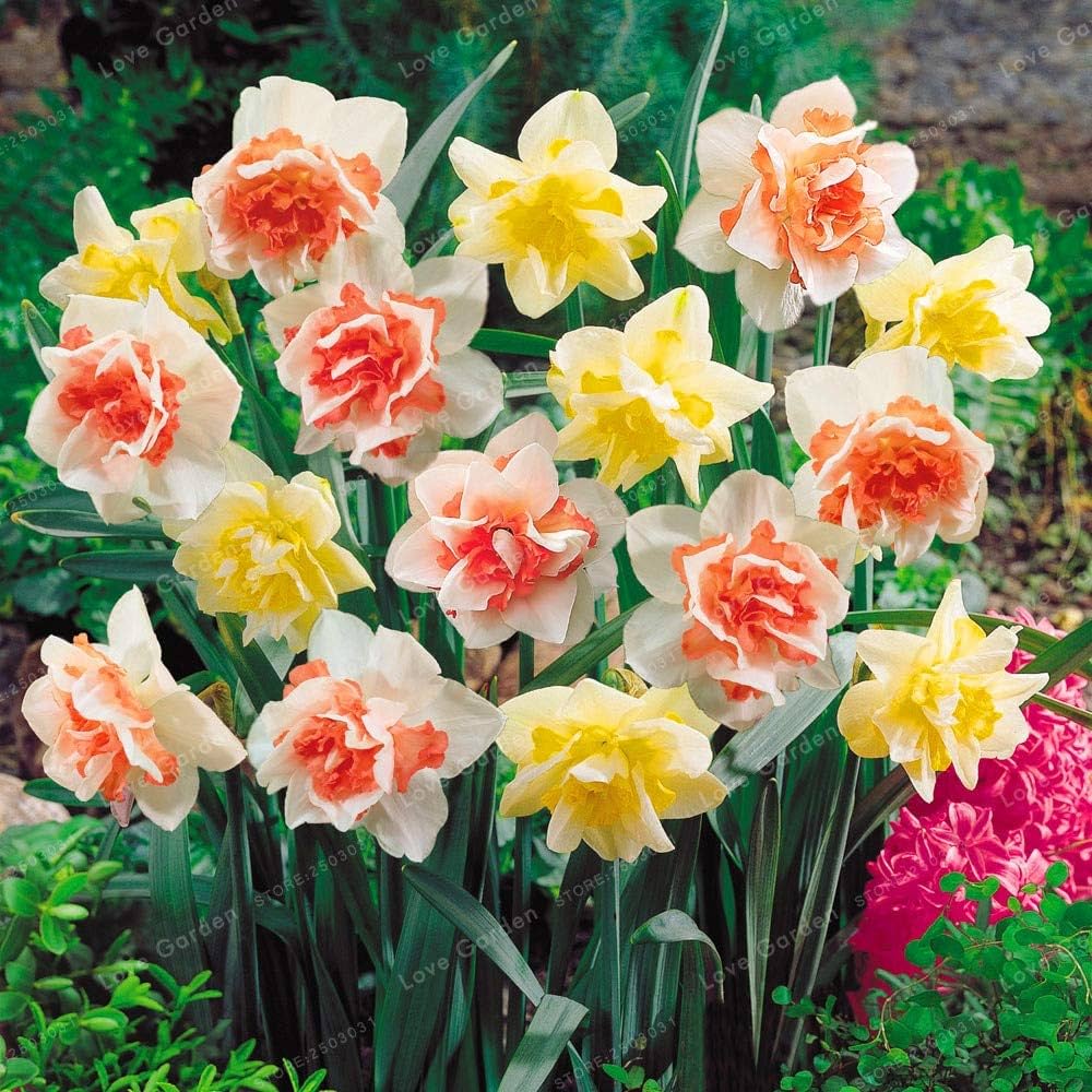 Jonquil Flower Seeds for Planting, 100 pcs for planting in your garden.