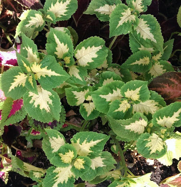 Green White Coleus Plant Seeds for Planting â€“ NON GMO Seeds