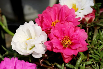 White Pink Moss Rose Plant Seeds for Planting Non-GMO Heirloom Garden Seeds for Growing Beautiful Flowers