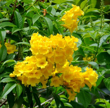 Yellow Alcea Ficifolia Flower Seeds for Planting - 100 pcs