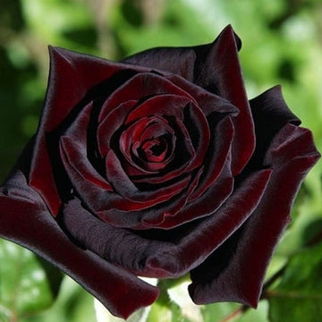 Rare Black Grafted Red Climbing Rose Plant Seeds for Garden Heirloom Non-GMO Seeds for Planting