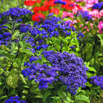 Heliotrope Flower Seeds for Garden Planting - NON GMO Seeds