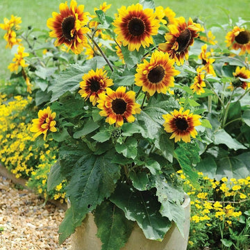 Heirloom Non-GMO Sunflower Bonsai Flower Seeds for Planting – Miniature Decorative Garden Blooms