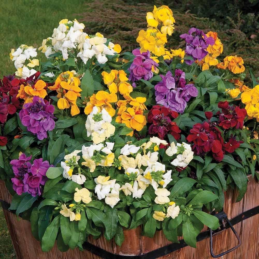 Mixed Erysimum Flower Seeds for Planting - 100 pcs for planting in your garden.