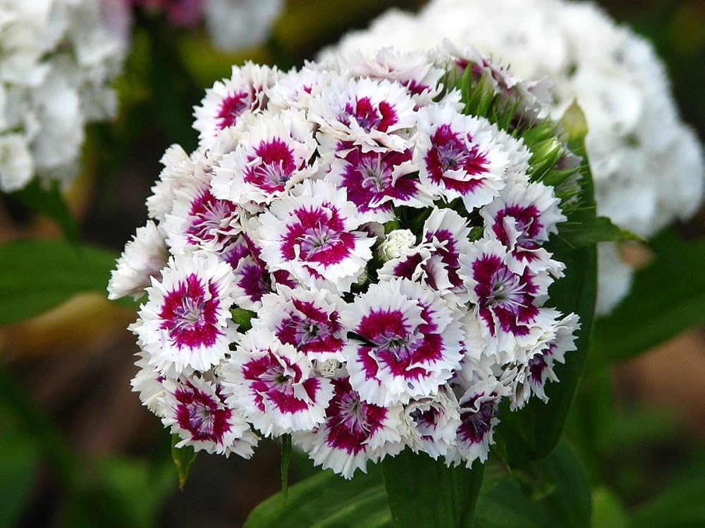 Heirloom Non-GMO Dianthus Flower Seeds for Planting – Fragrant Hardy Blooms for Garden & Borders - Non-GMO for planting in home garden
