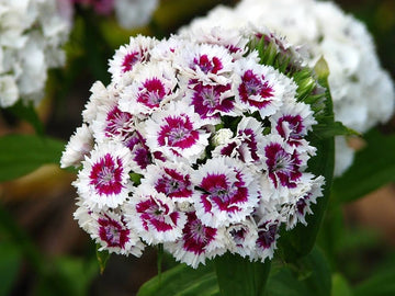 Heirloom Non-GMO Dianthus Flower Seeds for Planting – Fragrant Hardy Blooms for Garden & Borders