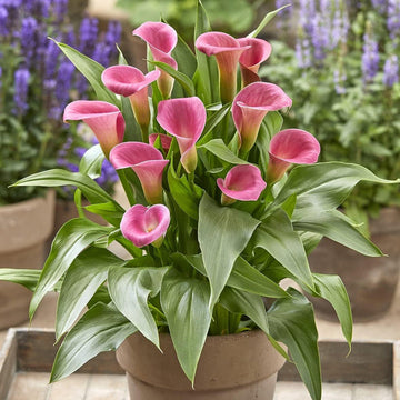 Heirloom Non-GMO Pink Zantedeschia Calla Lily Flower Seeds for Planting – Garden Blooms