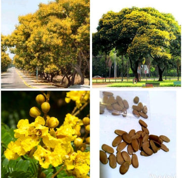 Heirloom Non-GMO Peltophorum Flower Seeds | Yellow Flame Tree Seeds for Garden Landscaping