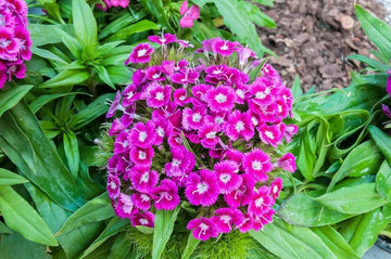 Heirloom Non-GMO Pink William Flower Seeds for Planting ƒ?? Fragrant Biennial Blooms for Cottage Gardens