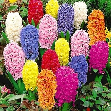 Hyacinthus Orientalis Flower Seeds for Planting - NON GMO Seeds