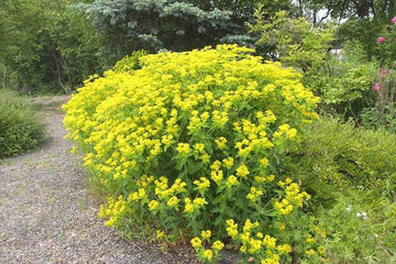Heirloom Euphorbia Lathyris Flower Seeds for Planting, Non-GMO