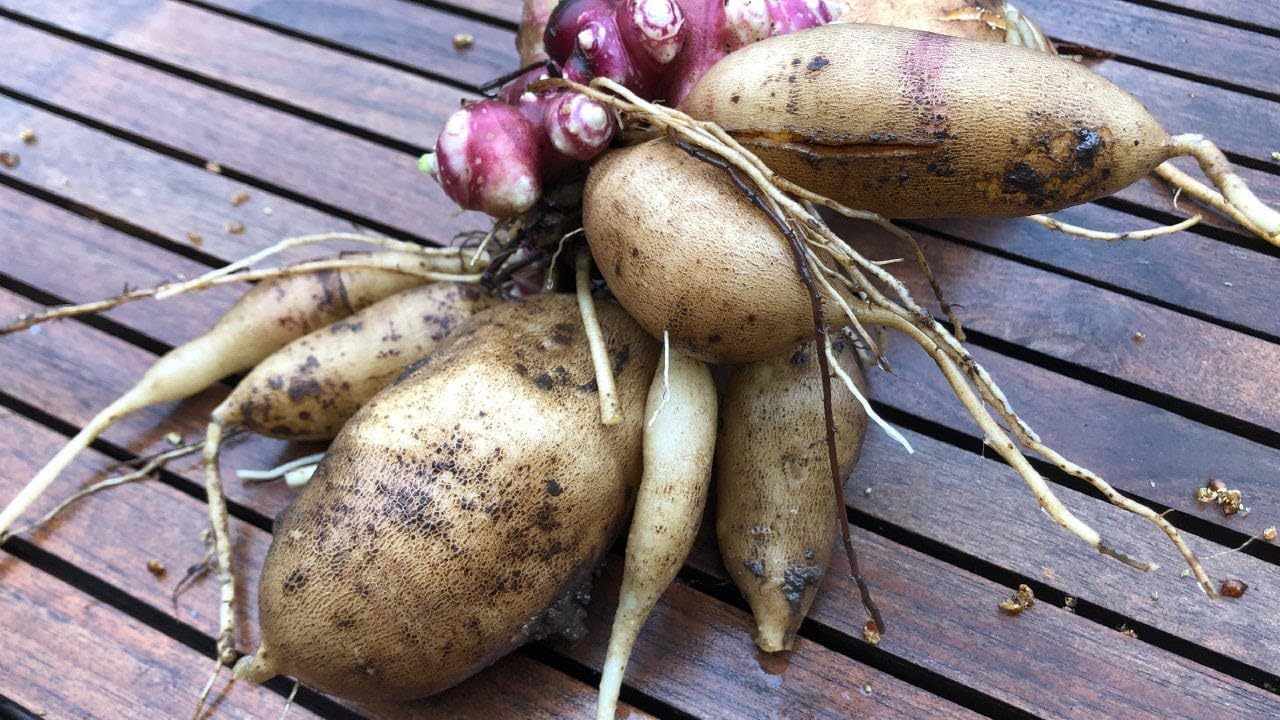 Ground apple Physalis peruviana seeds for natural fruit garden