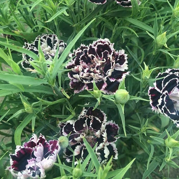 Organic Heirloom Non-GMO Black White Dianthus Seeds for Planting – Bicolor Garden Blooms