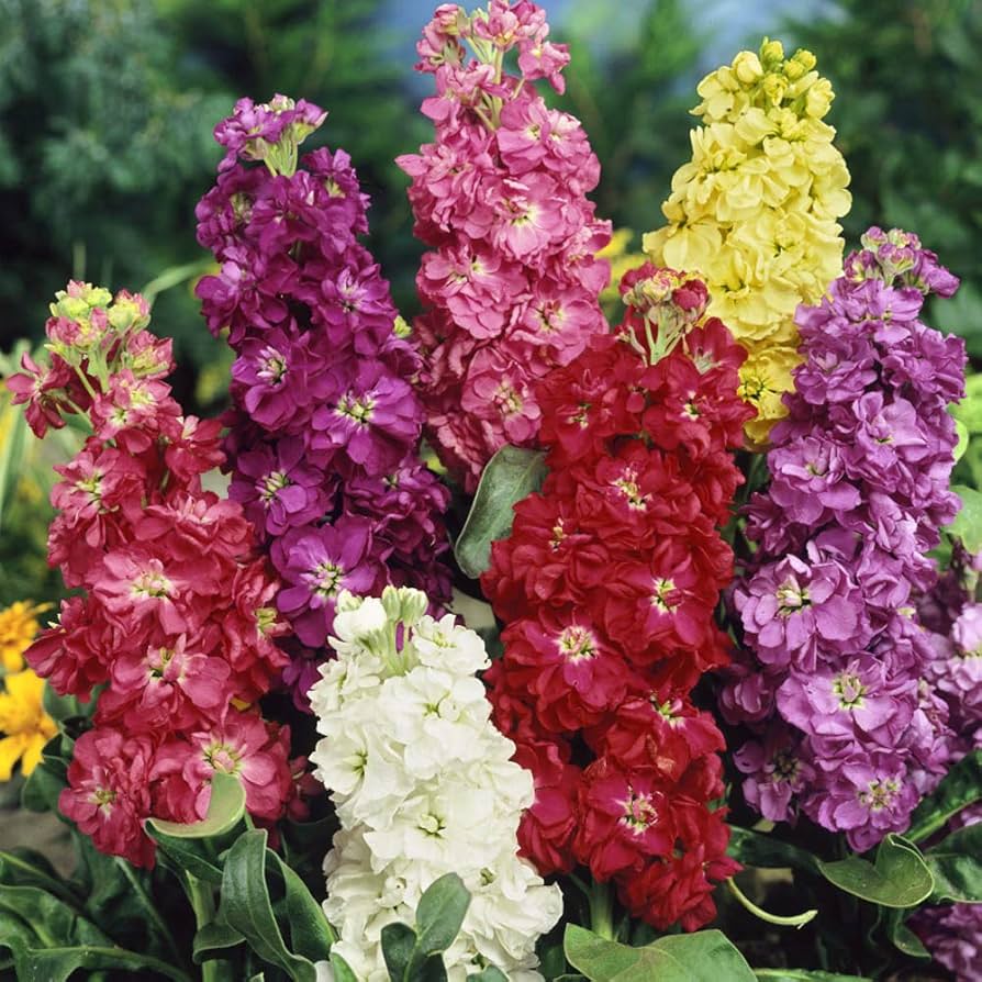 Matthiola Flower Seeds 100 pcs for Planting 100 pcs - Flower for planting in home garden