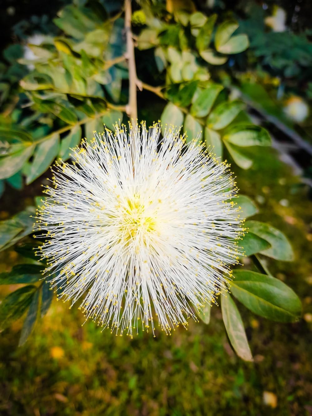 Mimosa Flower Seeds for Planting - 100 pcs for planting in your garden.