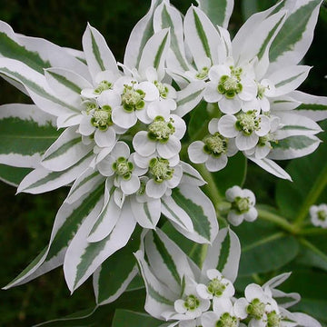 Heirloom White Green Euphorbia Marginata Flower Seeds for Planting, Non-GMO