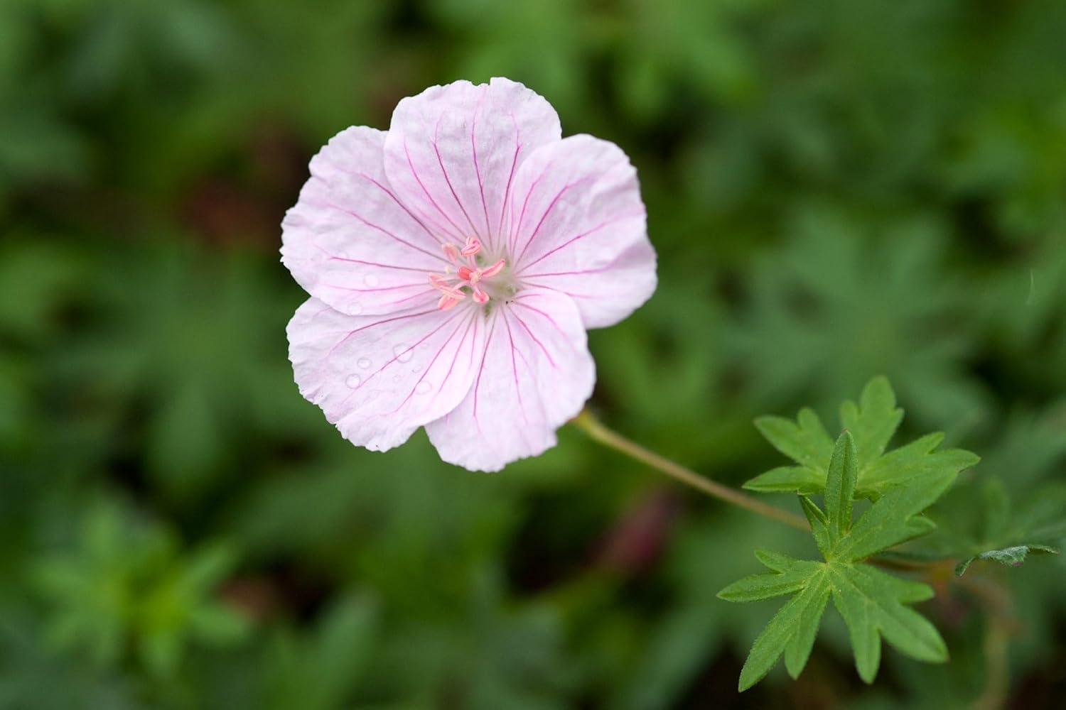 Heirloom Non-GMO Geranium Asphodeloides Flower Seeds for Planting – Beautiful Garden Blooms - Non-GMO for planting in home garden