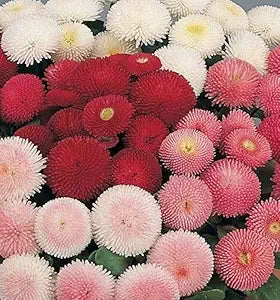 English Daisy Double Mix, Seeds, Elegant Cut Flower