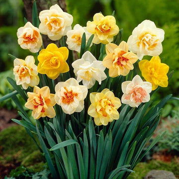 Jonquil Flower Seeds for Planting, 100 pcs