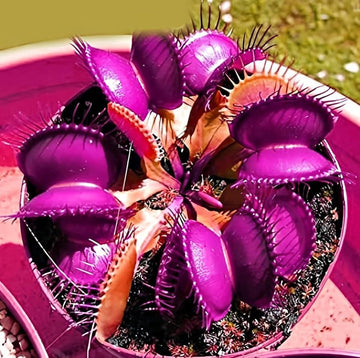 Venus Fly Trap Violet Flower Seeds – Heirloom, Non-GMO Carnivorous Plant Seeds for Planting