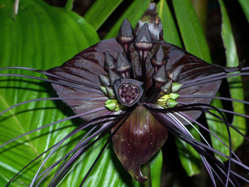 Heirloom Non-GMO Tacca Chantrieri Flower Seeds for Planting – Exotic Bat Flower Tropical Blooms