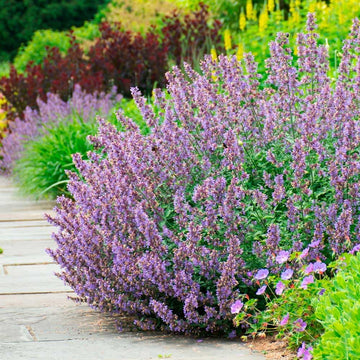 Heirloom Non-GMO Nepeta Flower Seeds for Planting – Fragrant Pollinator-Friendly Blooms