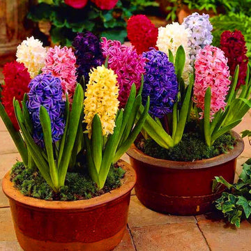 Hyacinth Flower Seeds for Garden Planting - NON GMO Seeds