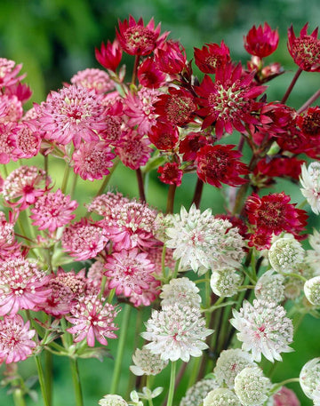 Mixed Astrantia Flower Seeds for Garden Planting – Perennial Blooms for Borders & Landscaping