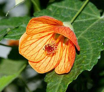 Yellow Red Abutilon Flower Seeds for Planting - 100 pcs