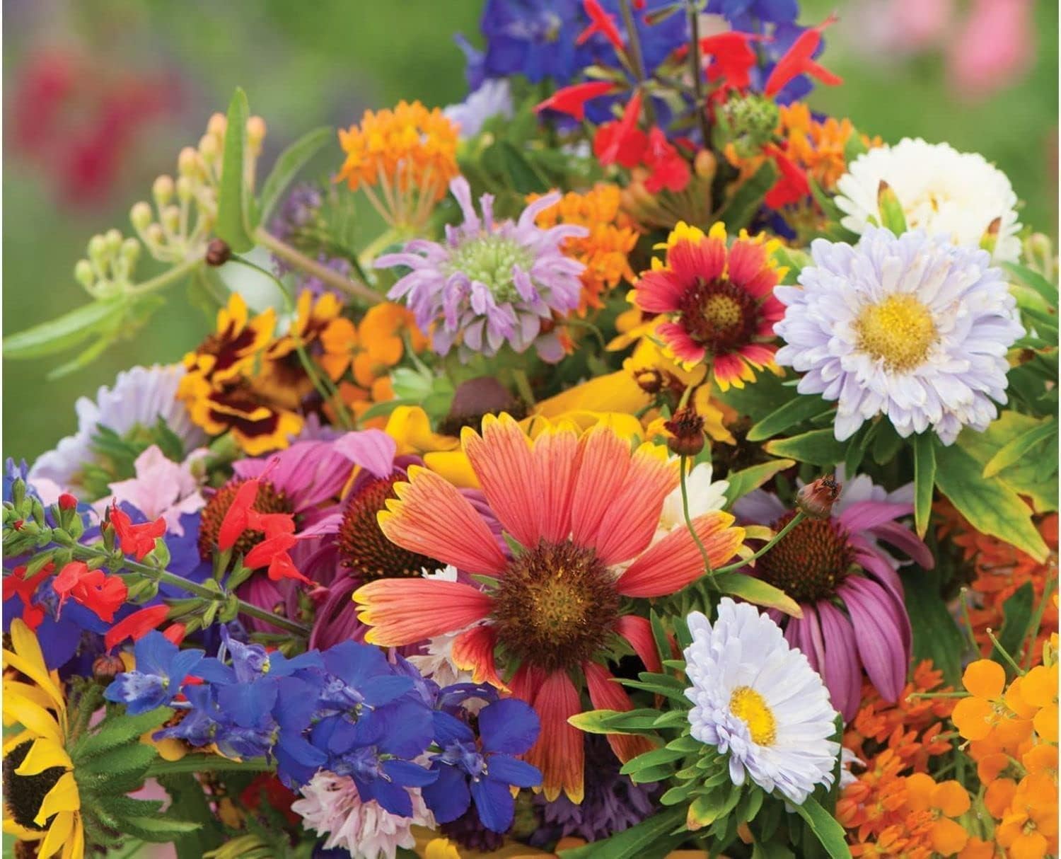 Florific Flower Seeds for Planting, 100 pcs for planting in your garden.
