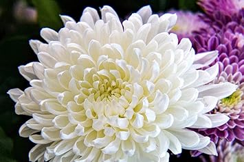 Chrysanthemum White Flower Seeds for Planting - NON GMO Seeds