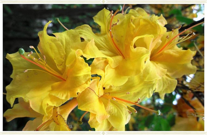 Heirloom Yellow Azalea Rhododendron Flower Seeds for Planting â€“ Non-GMO Garden Seeds