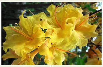 Heirloom Yellow Azalea Rhododendron Flower Seeds for Planting â€“ Non-GMO Garden Seeds