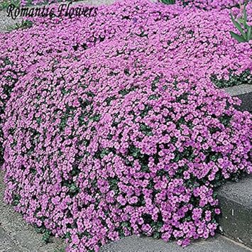 Purple Aubrieta Cascade Plant Seeds for Planting - NON GMO Seeds