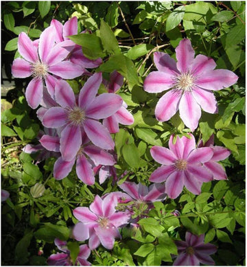 Heirloom Non-GMO Pink Clematis Hybrid Flower Seeds for Garden Planting – Vibrant Climbing Blooms