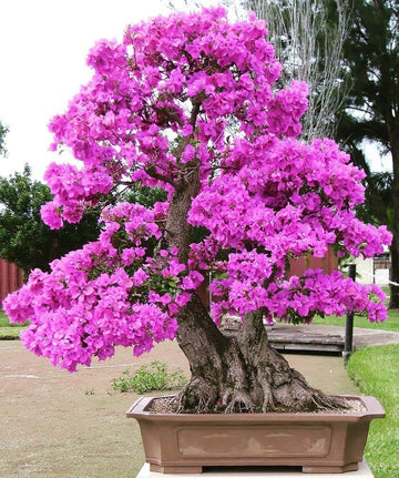 Heirloom Non-GMO Bonsai Tree Seeds for Planting – Miniature Ornamental Tree Seeds