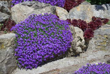 Blaukissen Flower Seeds for Planting, Fresh, 100 pcs