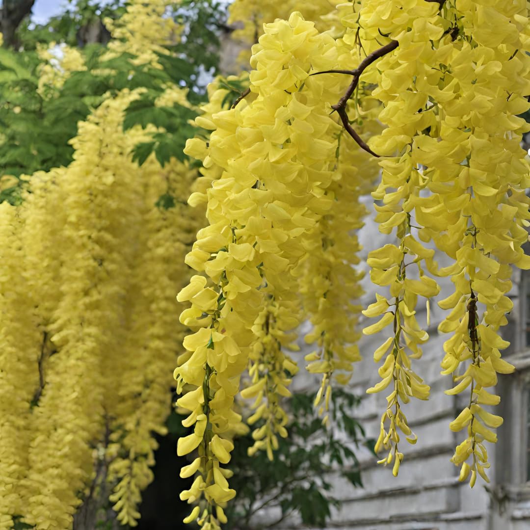 Light Yellow Crape Myrtle Tree Seeds for Planting - 100 pcs seeds for planting in home garden