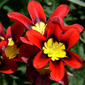 Heirloom Non-GMO Harlequin Flower Seeds for Planting – Colorful Ornamental Garden Blooms