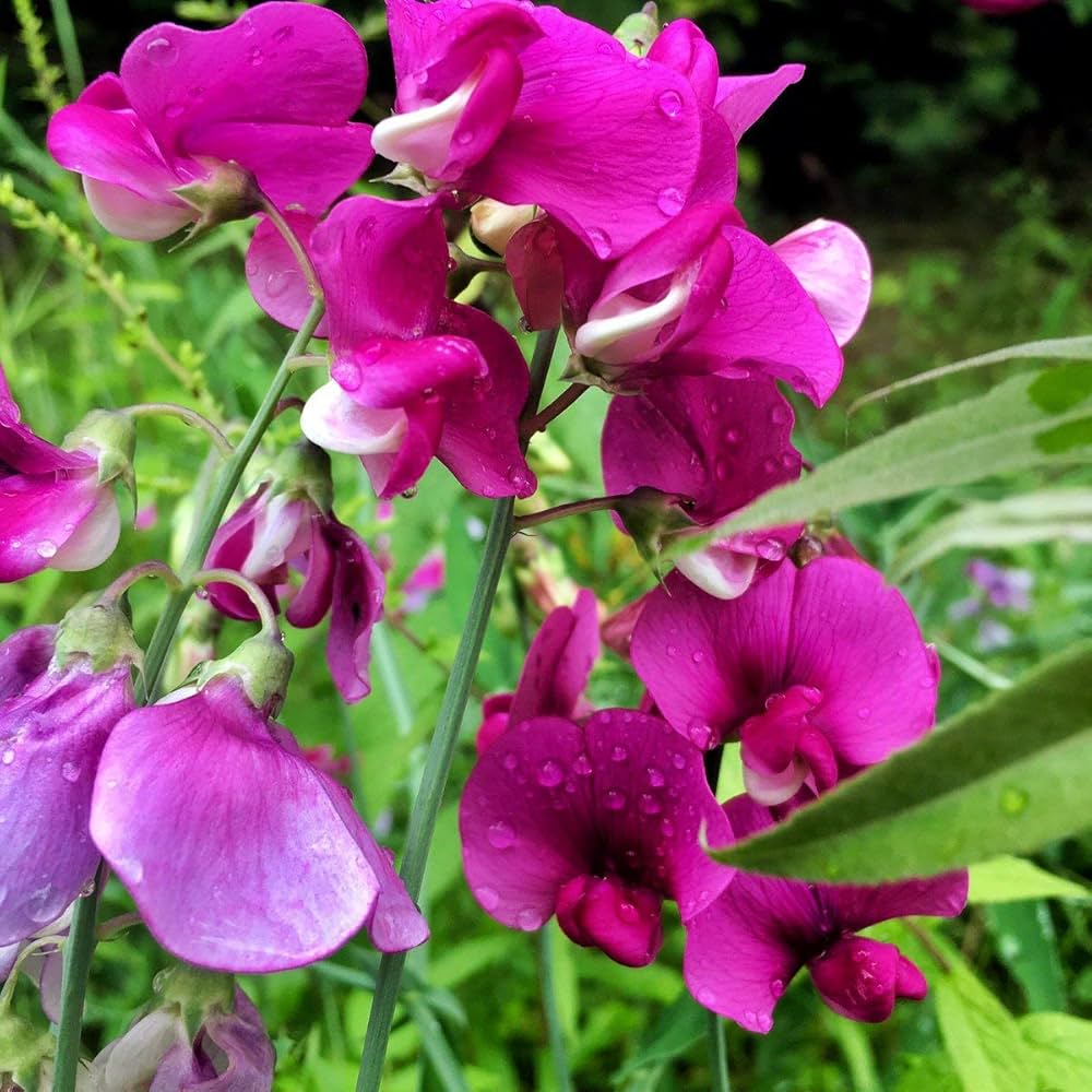 Sweet Pea Flower Seeds for Planting, 100 pcs - Pea for planting in home garden