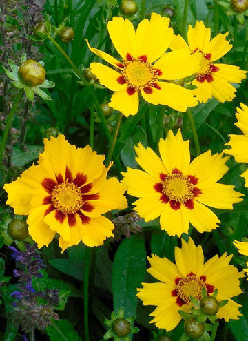 Coreopsis Cosmos Flower Seeds for Planting – Vibrant Blooms, Non-GMO, Heirloom Seeds