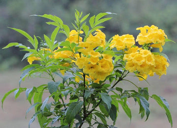 Tecoma Flower Seeds for Planting, 100 pcs