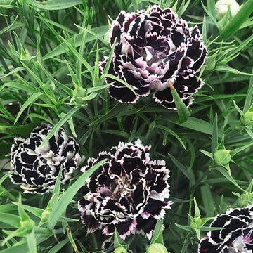 Organic Heirloom Non-GMO Black White Dianthus Seeds for Planting – Bicolor Garden Blooms
