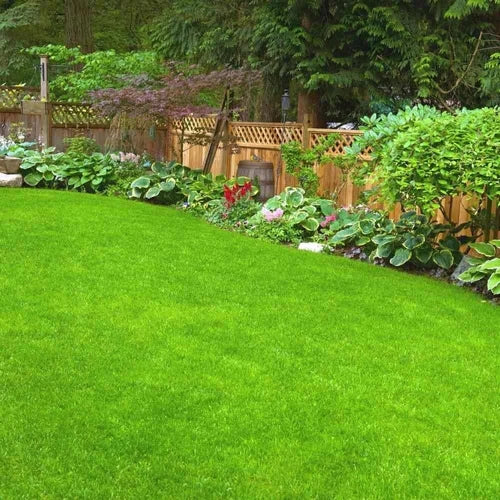 Zoysia Zeon Grass Seed - Premium Lawn Solution for a Lush, Low-Maintenance Lawn