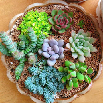 Yellow Red Heirloom Echeveria Plant Seeds, Non-GMO Rosette Succulents for Decorative Garden Planting