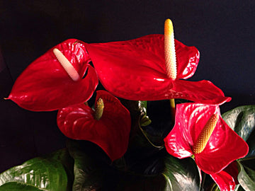 Red Anthurium Flower Seeds for Planting - Heirloom and Non-GMO garden seeds