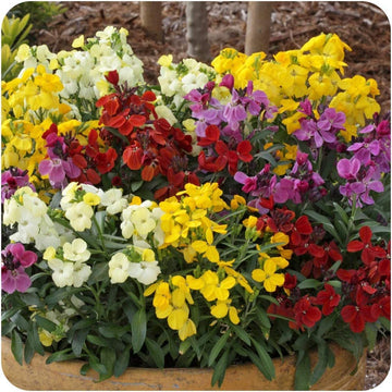 Mixed Erysimum Flower Seeds for Planting - 100 pcs