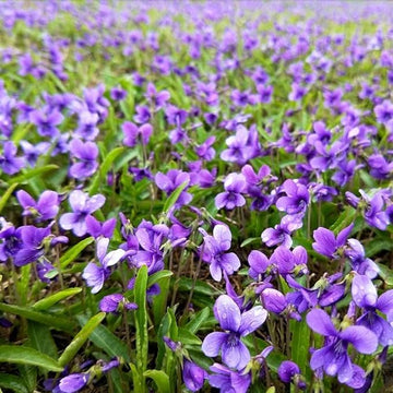 Heirloom Philippica Flower Seeds, Non-GMO Rare Ornamental Blooms for Elegant Garden Planting